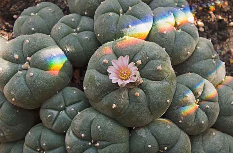 Peyote cactus